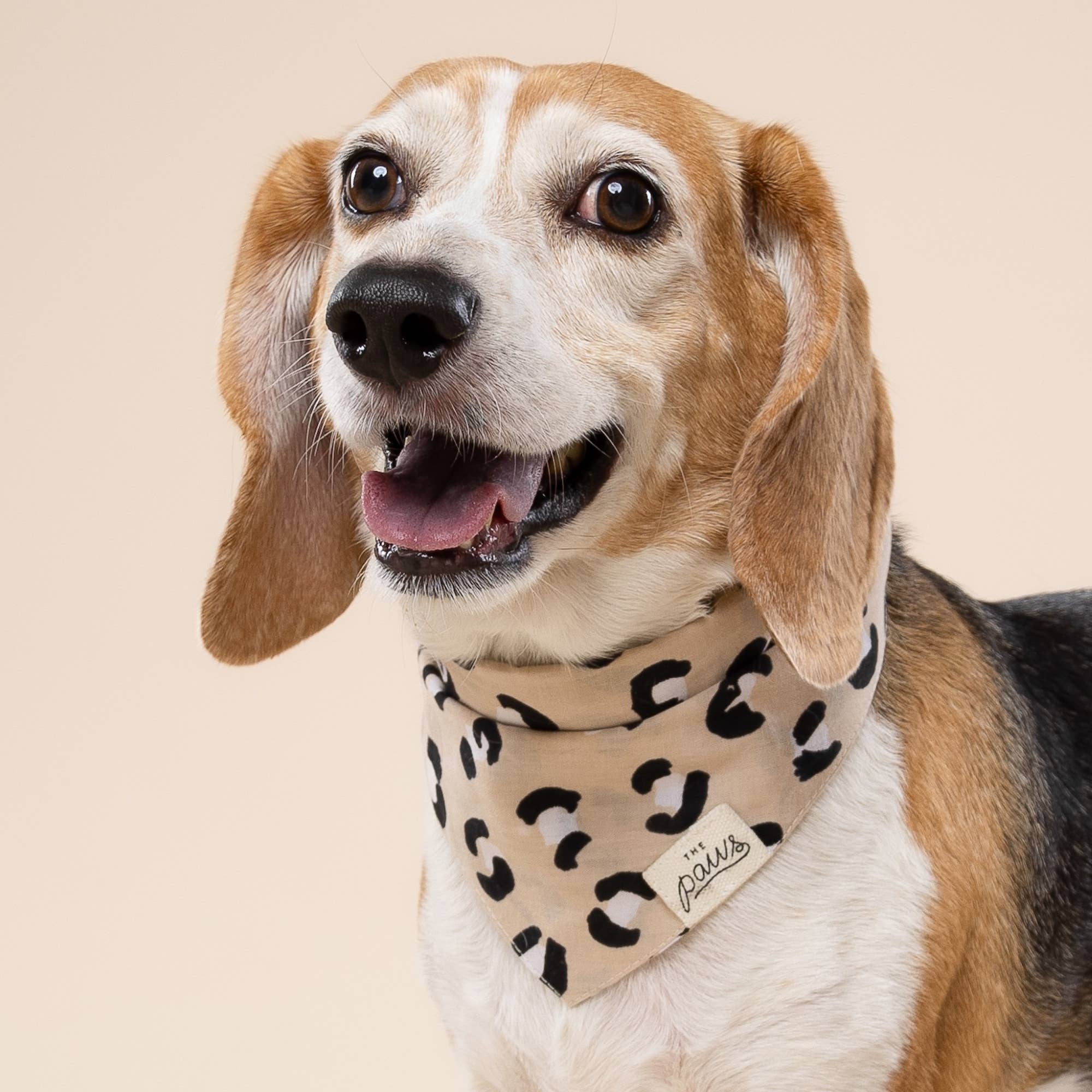 The Paws – Großhandel Haustier-Bandana – Hund – Urban Hundebandana von The Paws1