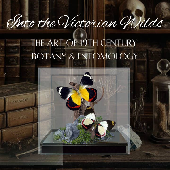 Instar Innovations - Wholesale Decorative Tabletop Object - Â Delias Butterflies (Jezebels) Diorama | 6x6x6 InchÂ