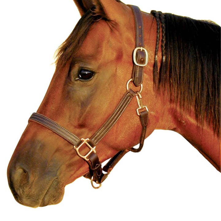 1" Triple Stitched Halter with Solid Brass Hardware for wholesale by Intrepid International