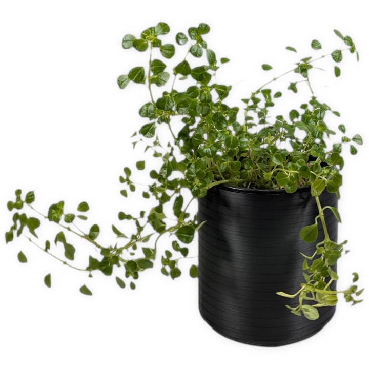 The Talipot- 4 Inch Planter for wholesale by Leafprints.3d