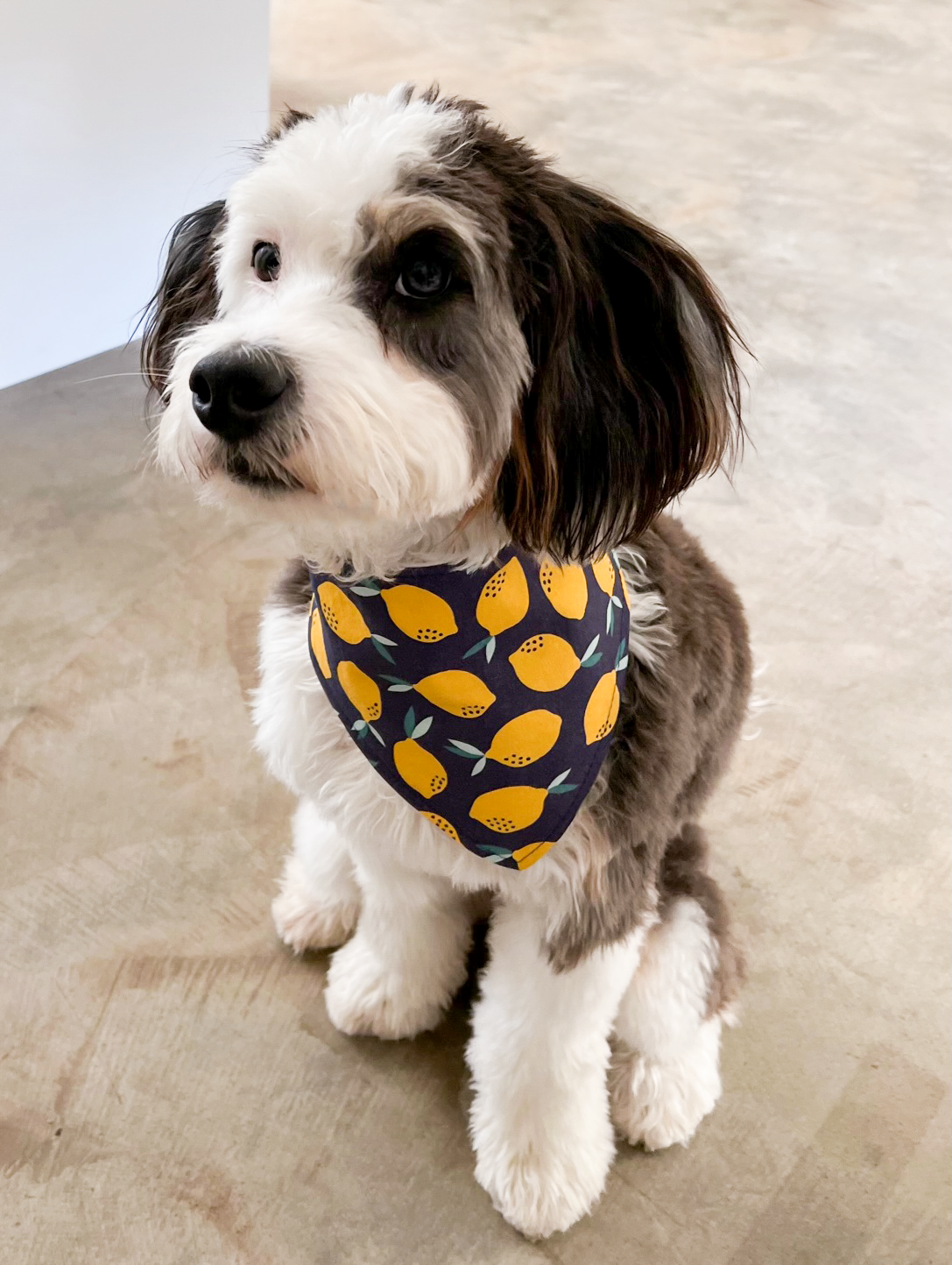 BibbyBubby - Wholesale Pet Bandana - Dog - Lemons Dog Bandana (Summer, Fruit, Pet Bandana)4