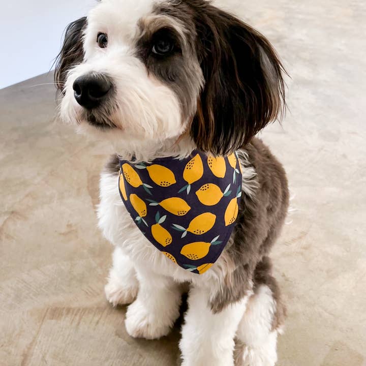 BibbyBubby - Wholesale Pet Bandana - Dog - Lemons Dog Bandana (Summer, Fruit, Pet Bandana)4