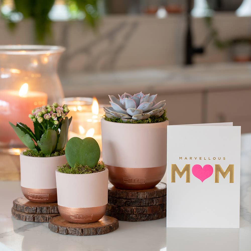 The Little Botanical - Wholesale Live Plant - Hoya Kerrii (Single Heart) 💚4