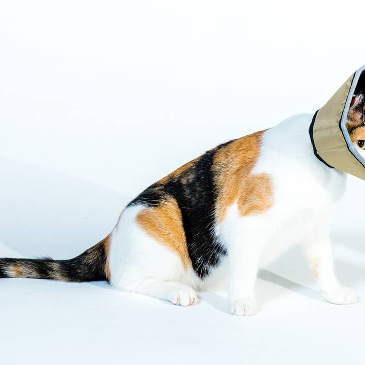 All Four Paws - Wholesale Pet Collar - Cat/Dog - S-The Original Comfy Cone