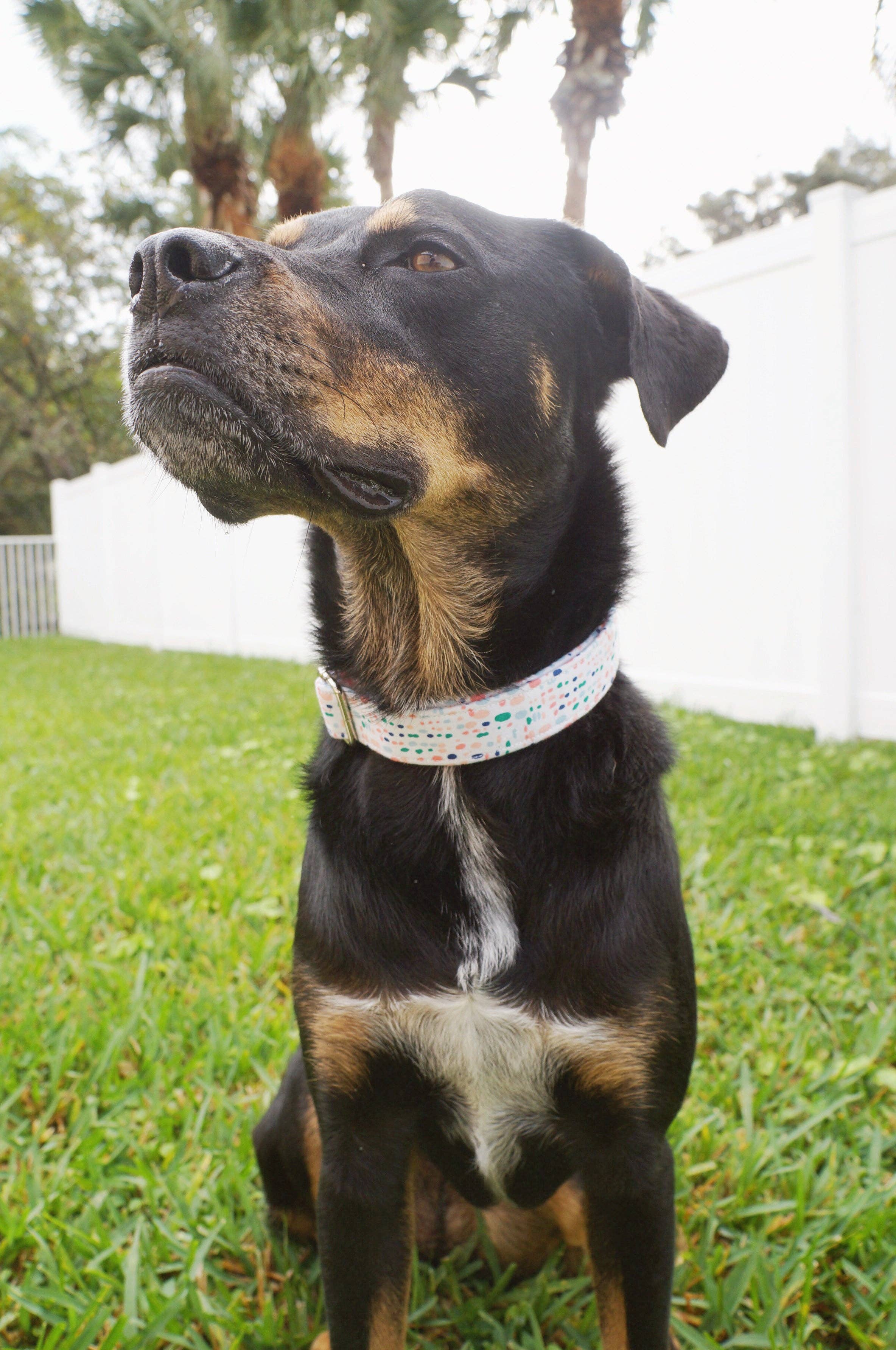 kiwi & WILLOW - Wholesale Pet Collar - Dog - Blue Spring Dog Collar2