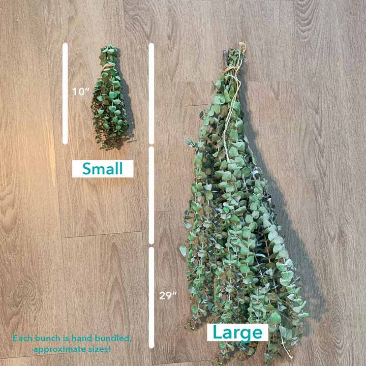 Self-Care Shower - Wholesale Live Plant - Fresh Eucalyptus Bundle | For Shower/Vase | SAN DIEGO GROWN
