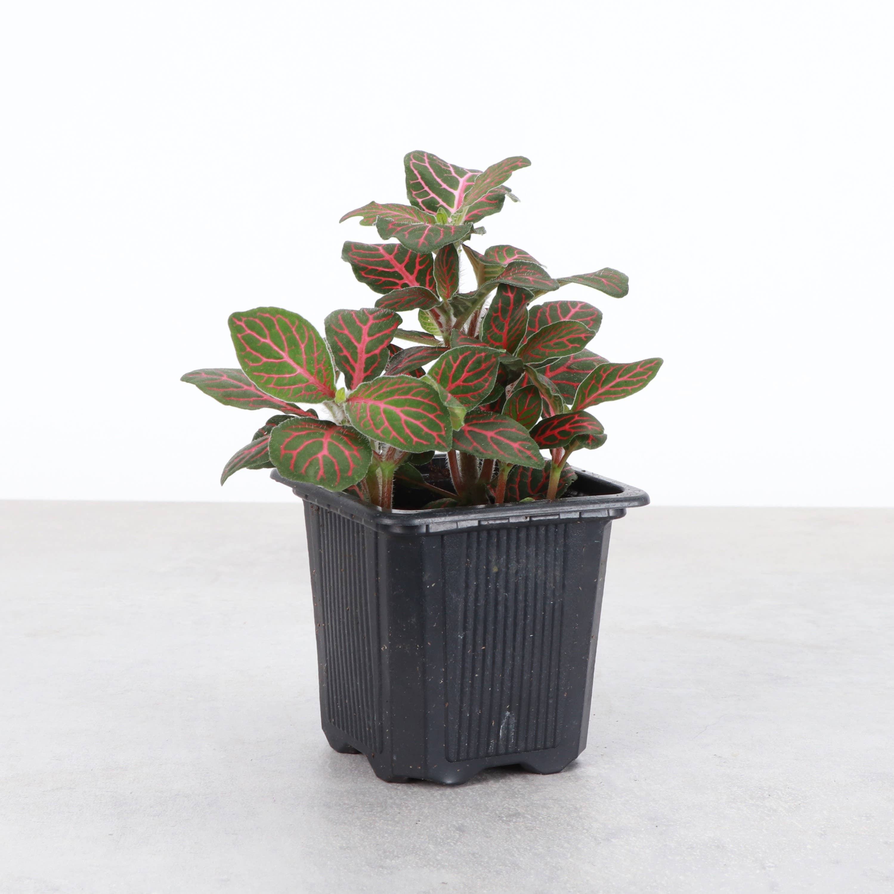 Thorsen's Greenhouse - Wholesale Live Plant - Red Fittonia Nerve Plant - Live Plant0