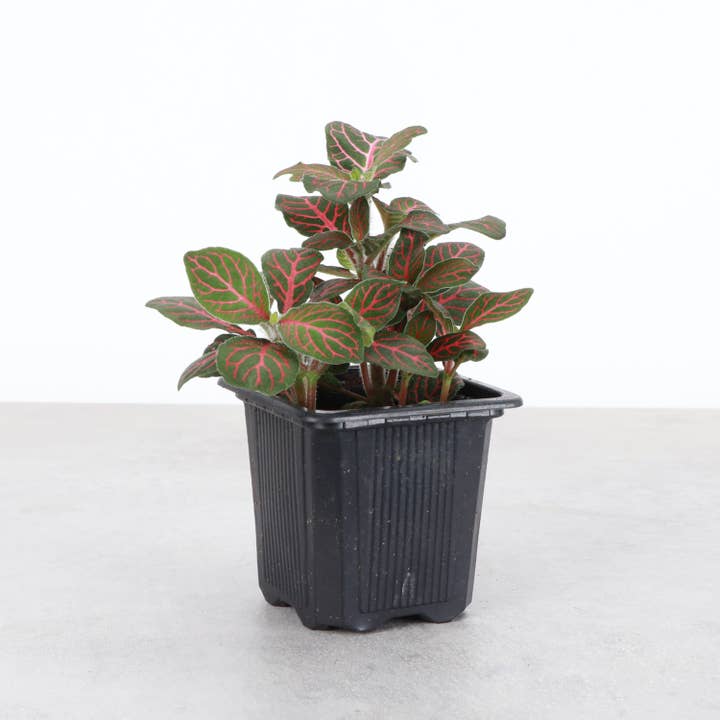 Thorsen's Greenhouse - Wholesale Live Plant - Red Fittonia Nerve Plant - Live Plant