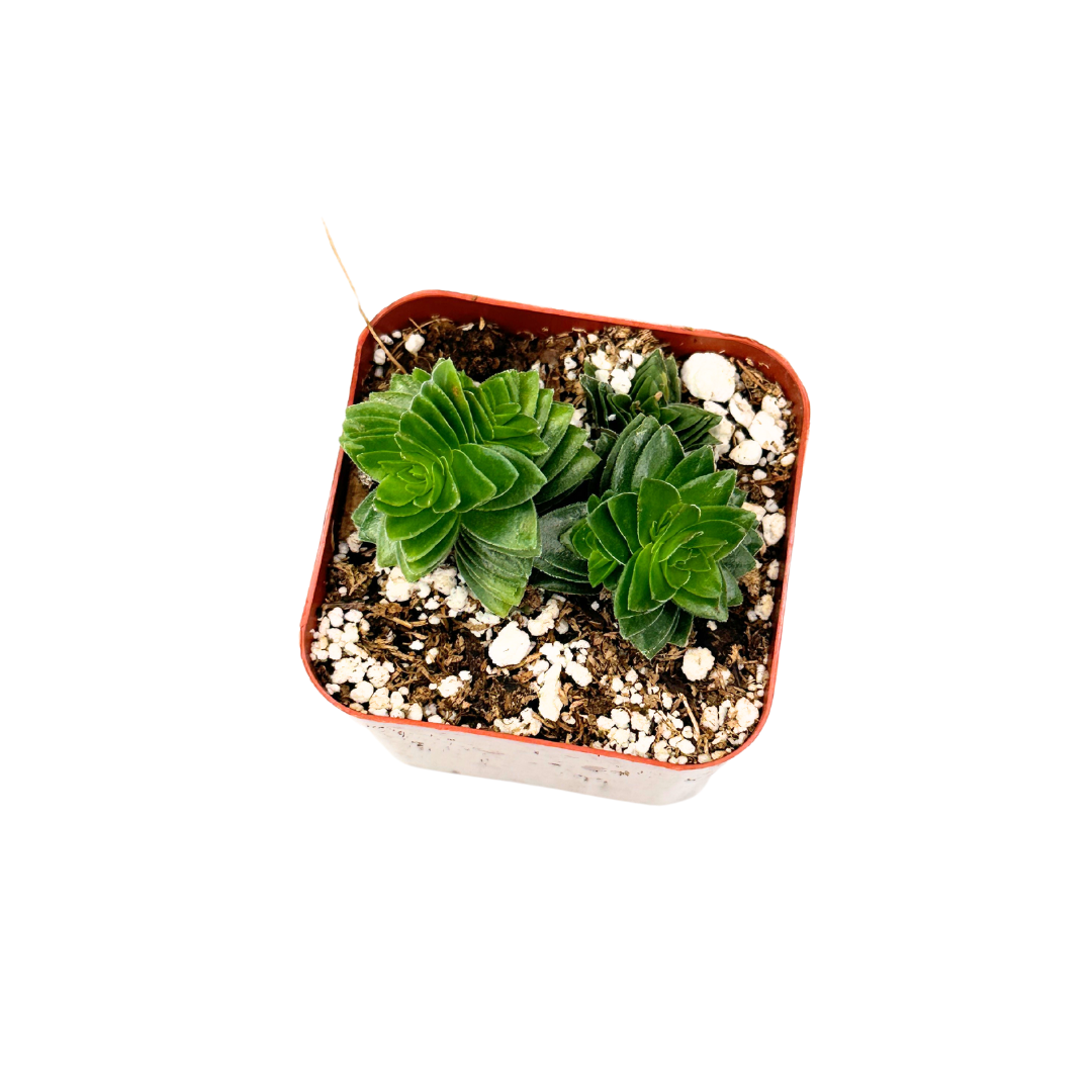 Flow State - Wholesale Live Plant - 2" Crassula Buddha's Temple Plant - Sacred Succulent1