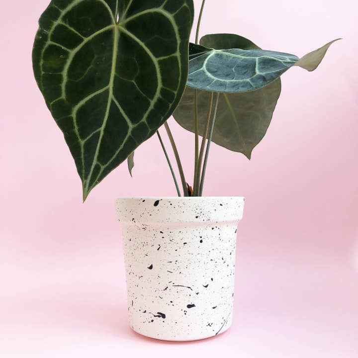 Hello Marilu - Wholesale Plant Pot - Large Splatter Plant Pots - Choose your colours8
