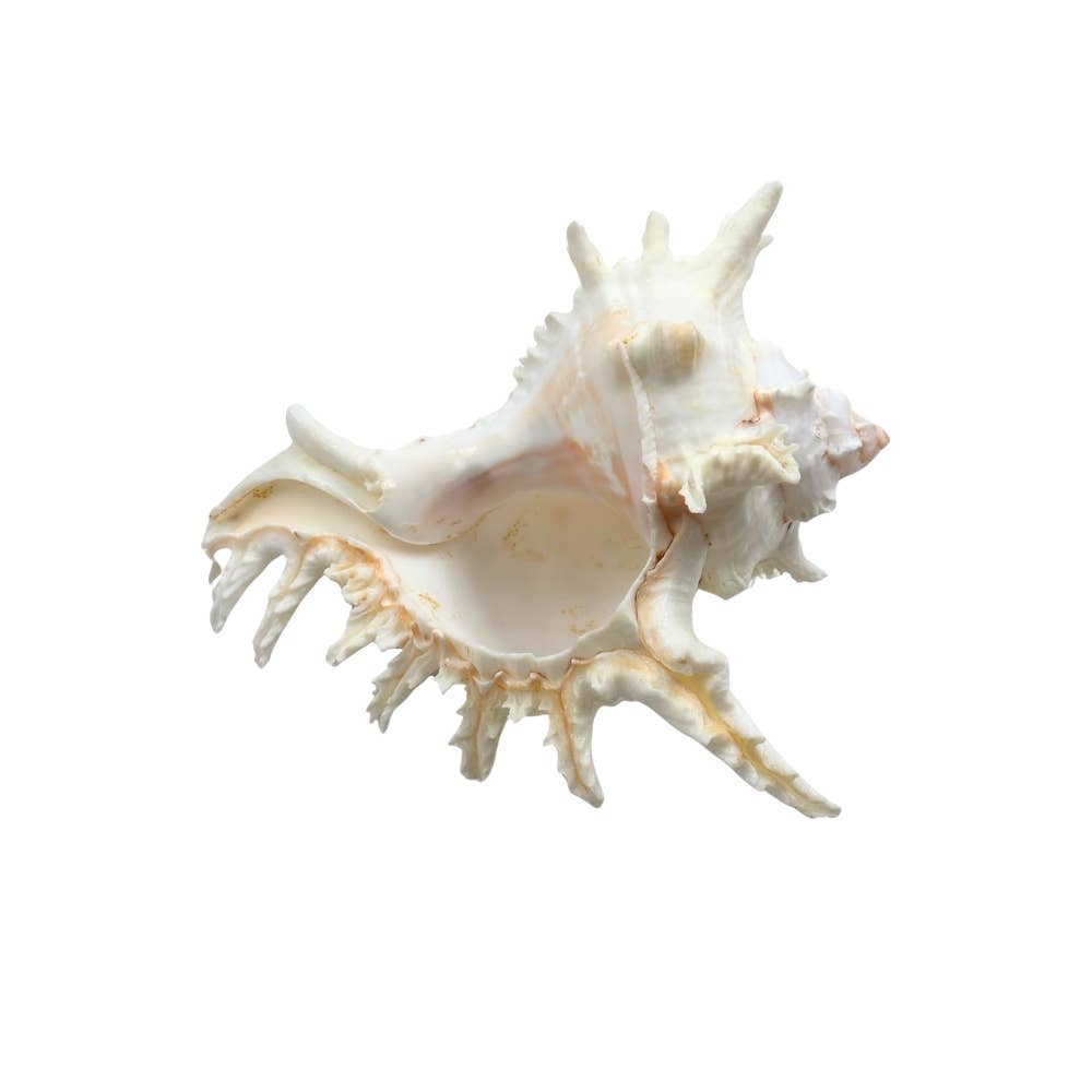 Earths Elements Wholesale - Wholesale Decorative Tabletop Object - Ramose Murex2