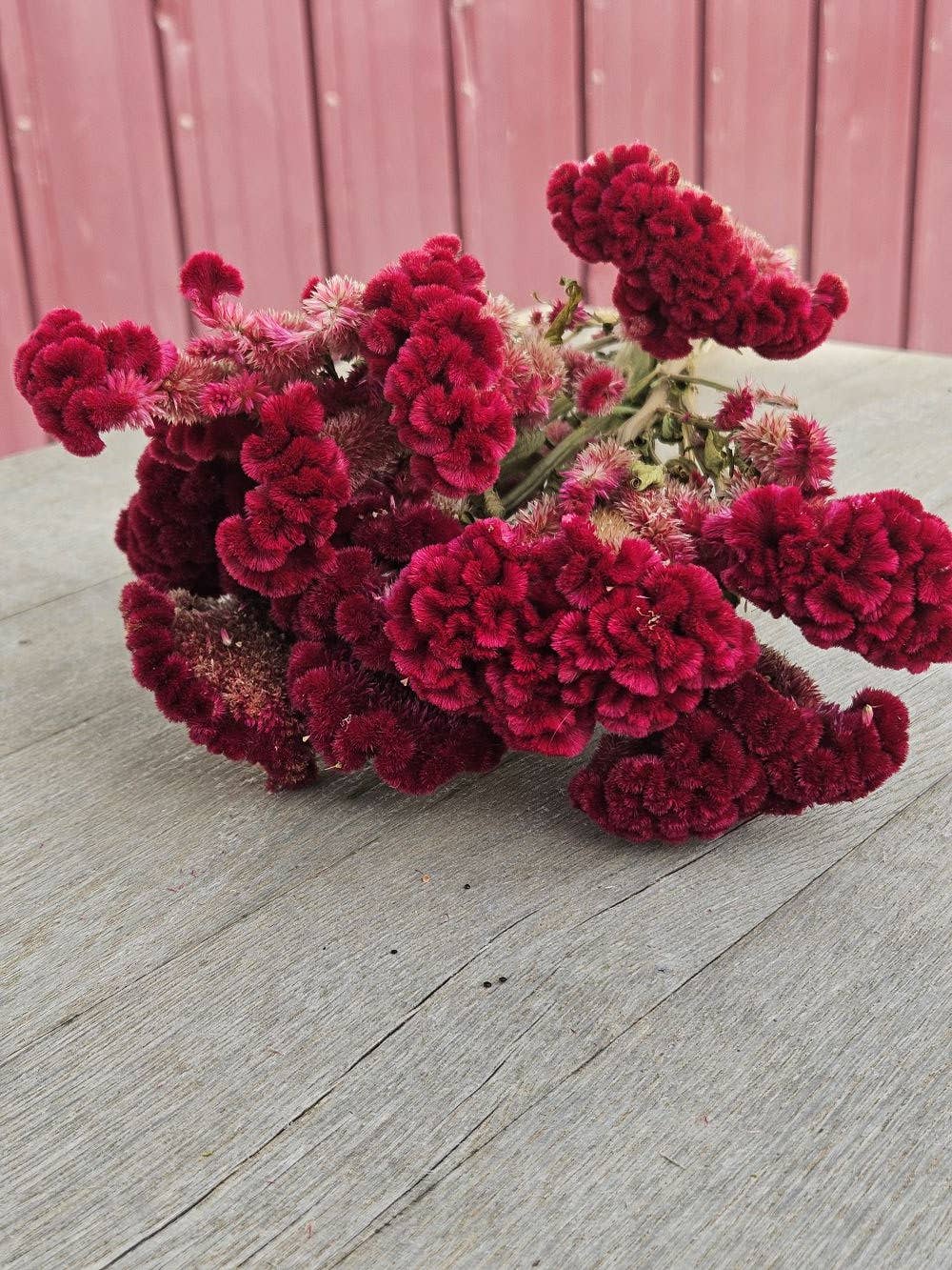 Alissas Flower Farm - Wholesale Dried/Pressed Flowers - Dried Celosia, Comb15