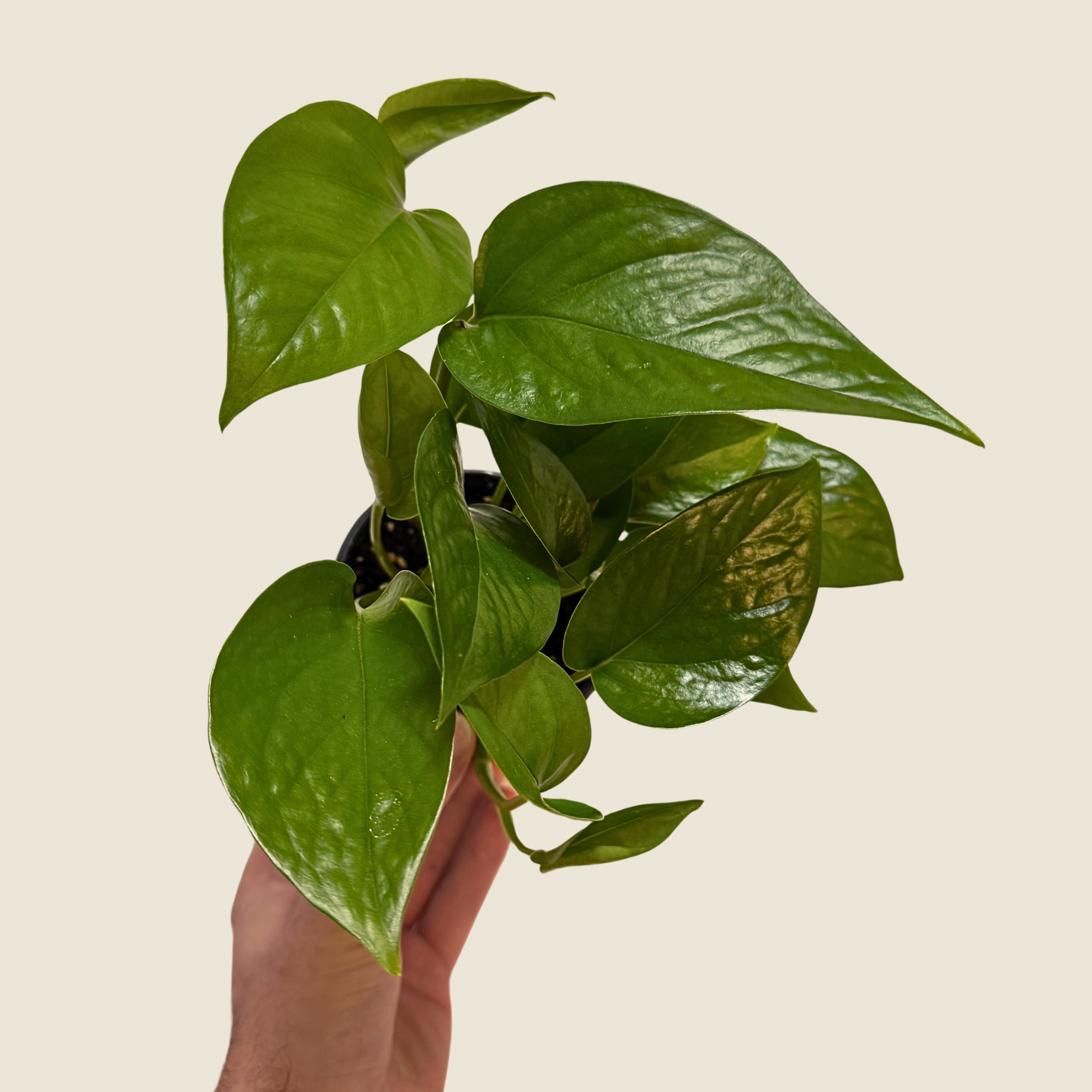 The Greenhouse Wholesale - Wholesale Live Plant - 4" Pothos Jade0