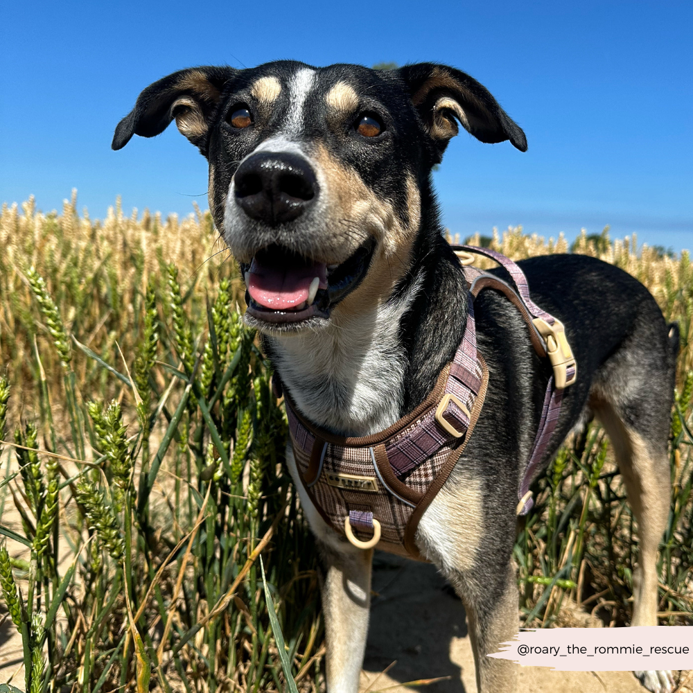 Cocopup London – wholesale Pet harness – Dog – Explore Harness - Pup Plaid26