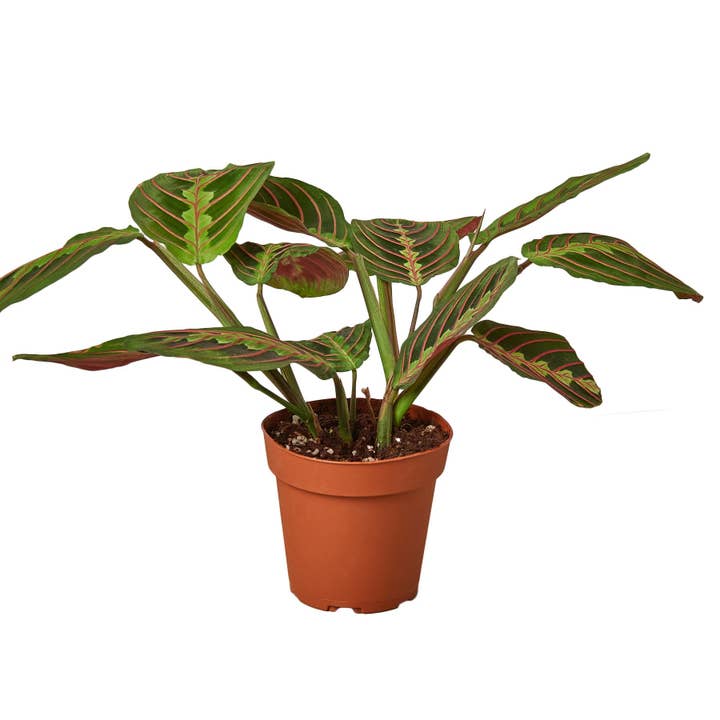 House Plant Wholesale - Wholesale Live Plant - MARANTA RED 3-inch