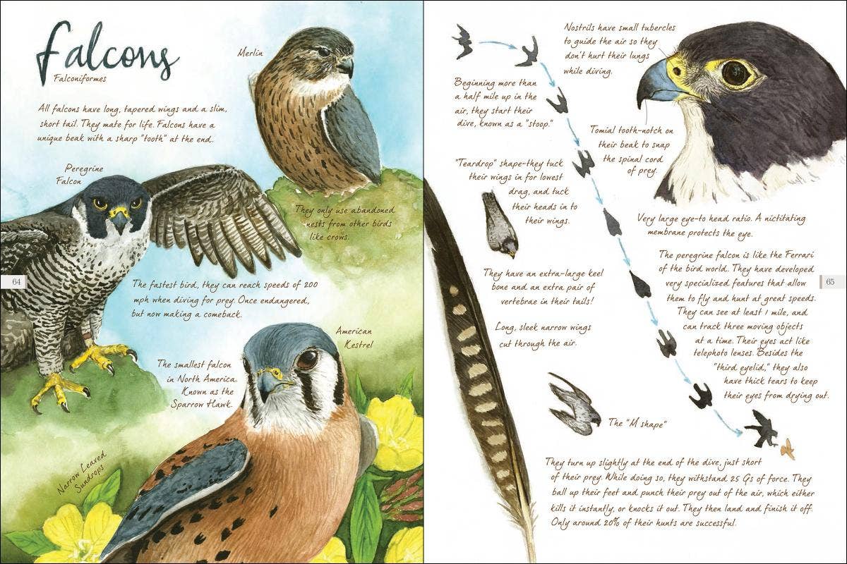 AdventureKEEN - Vente Nature et plein air - Drawn to Birds : Carnet de croquis d'un naturaliste11