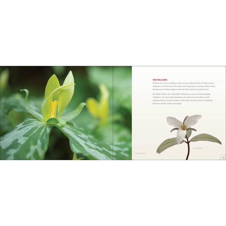 AdventureKEEN - Wholesale Book - Adult - Wildflowers