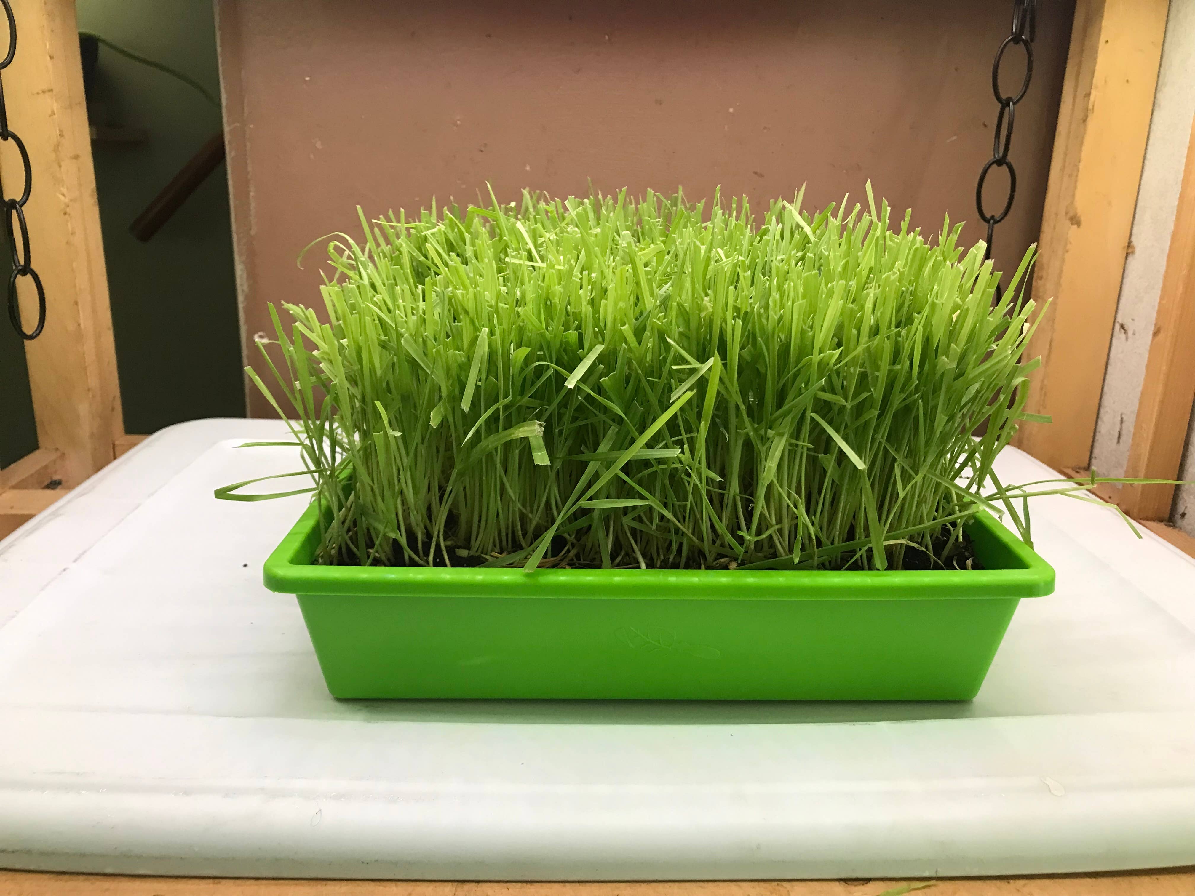 Mom’s Indoor Cat - Wholesale Catnip - 10” x10” Cat Grass Garden Tray/ organic seed5