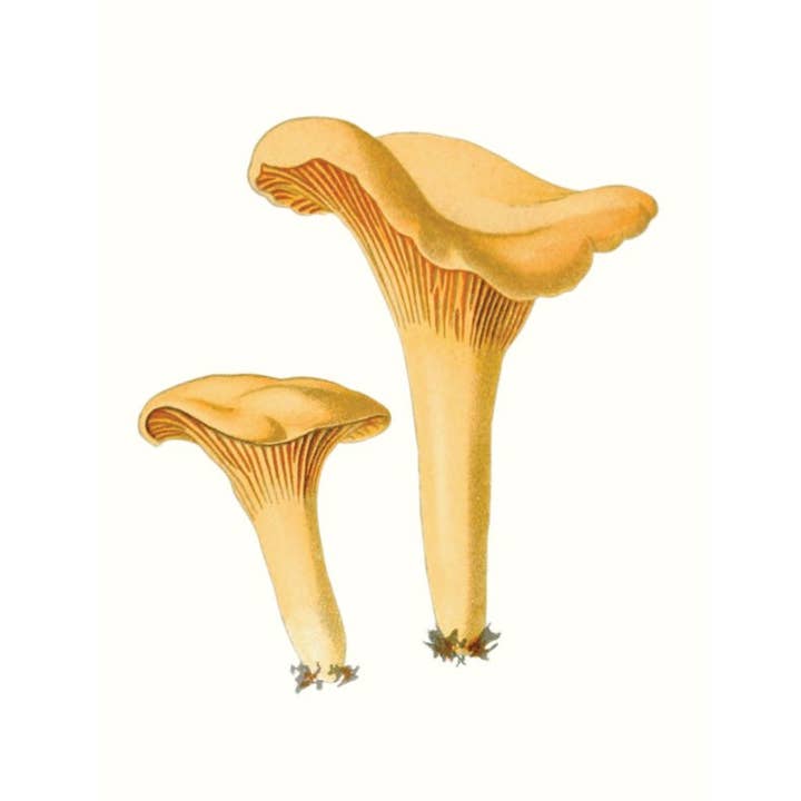 W. W. Norton - Wholesale Nature & Outdoors - Mushrooms4
