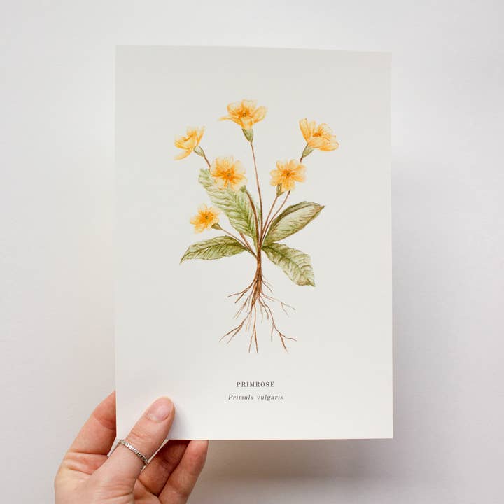 Impresión Primrose para venta al por mayor de Laura Jade