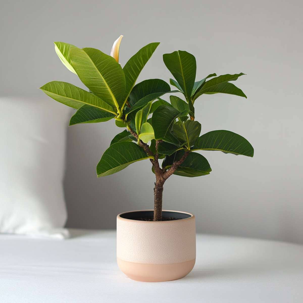 Oasis of Life - Vendita all'ingrosso Piante vive - Palma delle Hawaii Frangipani – Plumeria rubra – Altezza 45–55cm – Ø17cm – Pianta tropicale con fiori profumati – Albero del tempio – Pianta d'appartamento esotica per luoghi soleggiati7