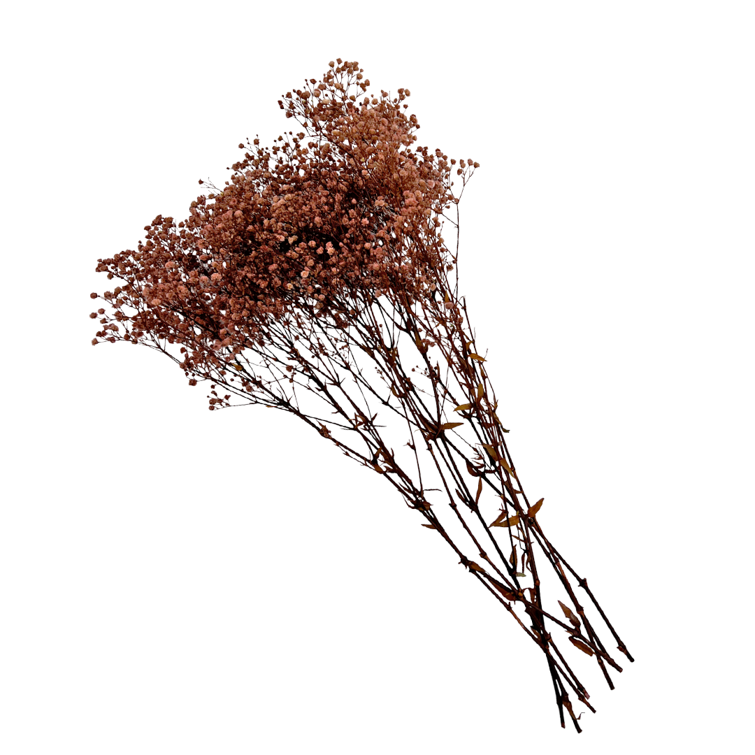 2626 Designs - Wholesale Dried/Pressed Flowers - Preserved Gypsophila, Baby's Breath,24" long20