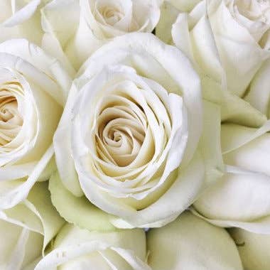 Florasource - Wholesale Fresh Cut Flowers - High and Pure White Rose 50 / 75 / 100 / 200 stems