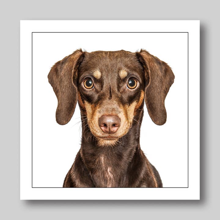 Dachshund - Dog Greeting Card for wholesale by GRUFFPAWTRAITS