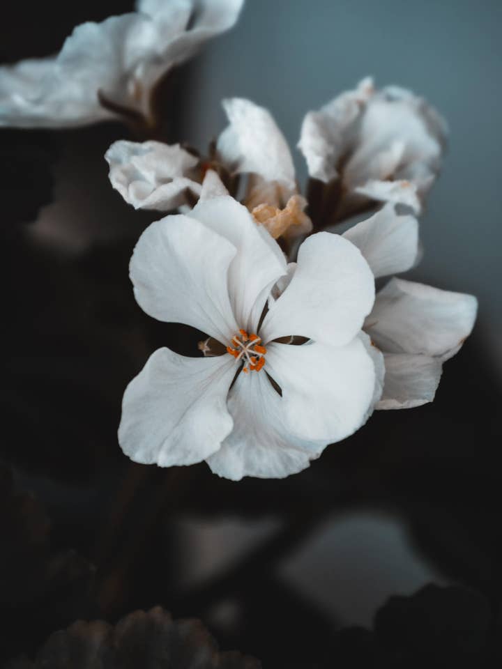 Eco Earth Duftöl aus weißem Vetiver und Geranium für den Großhandel von Forget Me Not oils Europe