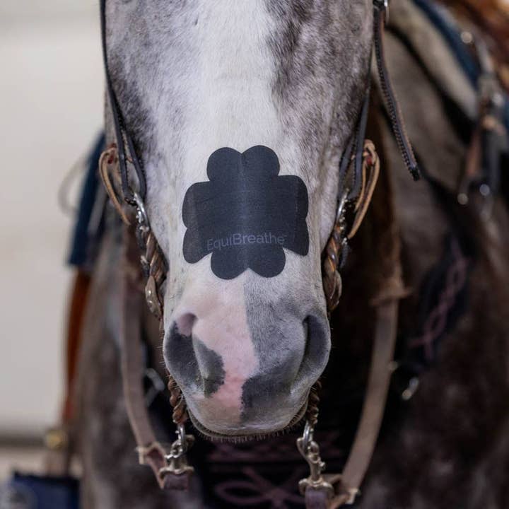 Equine Excellence - Vendita all'ingrosso Balsamo per cavalli - Cerotto Nasale EquiBreathe™ per Equini - Nero2