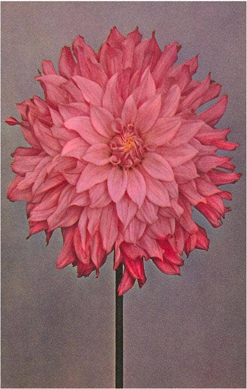 Found Image Press - Wholesale Postcard - Postcard FP-07 Pink Dahlia0