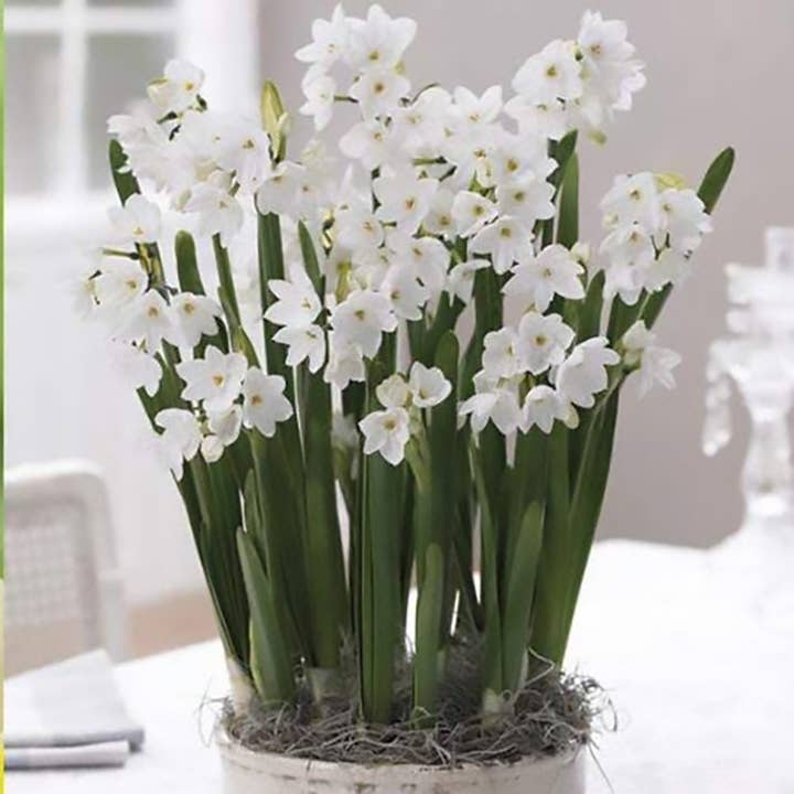 Dutch Flower Lady - Wholesale Live Plant - 300 Fragrant Paperwhite Flower Bulbs USA Special Christmas