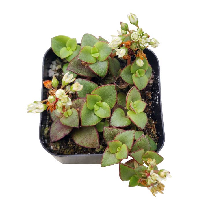 Best Plant Friend - Wholesale Succulent - Calico Kitten Crassula pellucida f. variegata 2/4/6in12