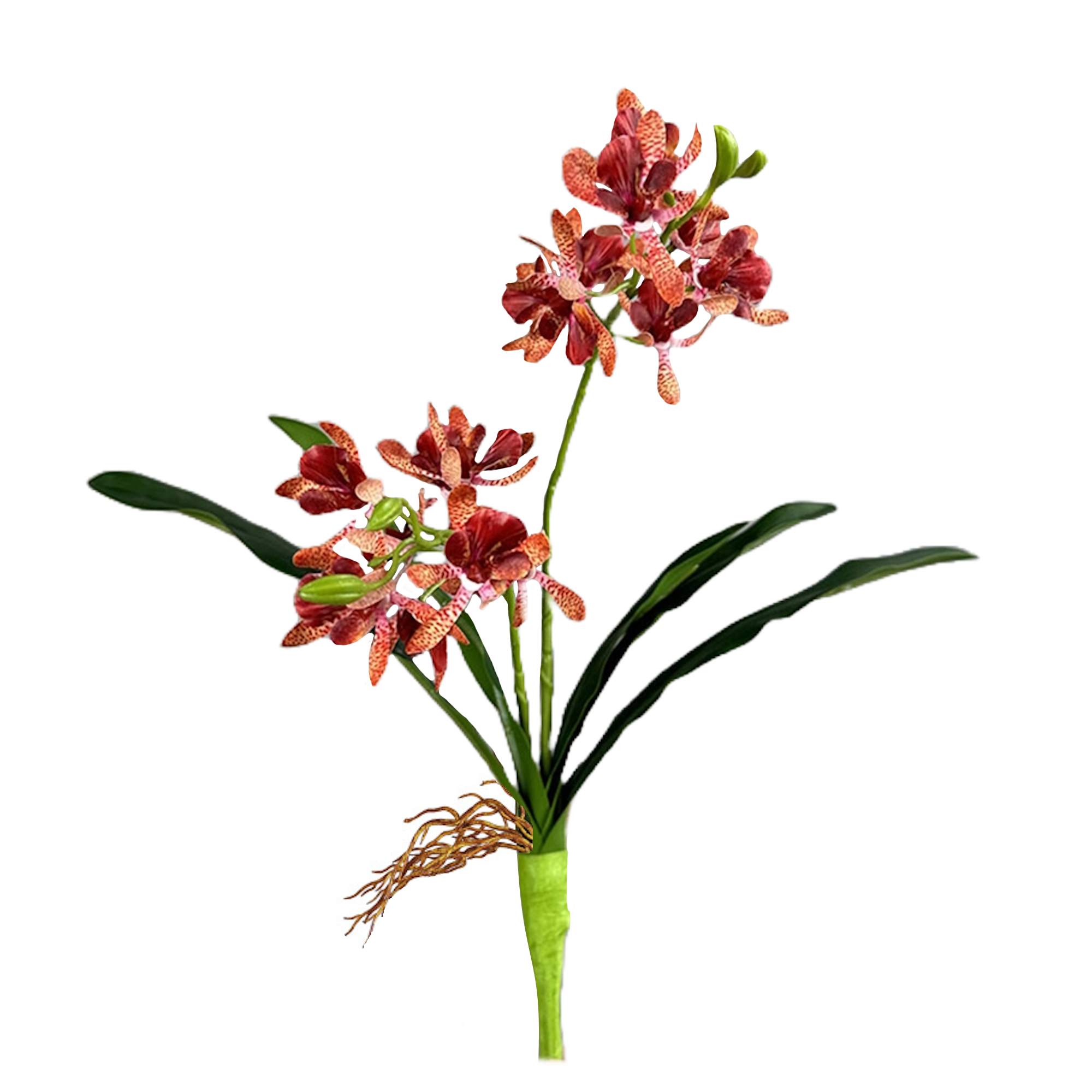 Angel Isabella – Großhandel Künstliche Blumen – 17" Künstliche Arachnis-Orchidee mit echter Haptik und Blättern9