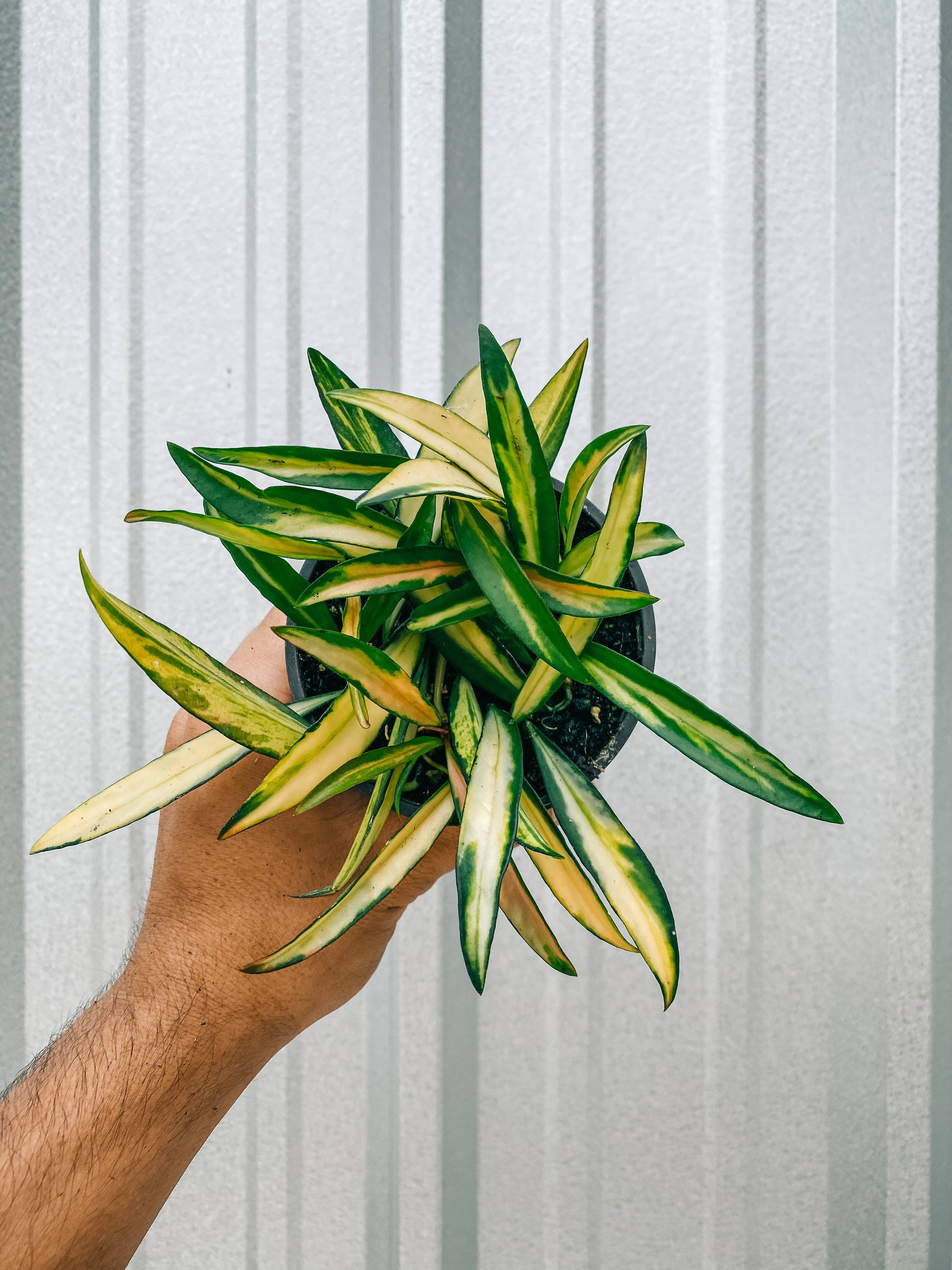 BWH Plant Co - Wholesale Live Plant - 4" Hoya 'Kentiana' Variegated0