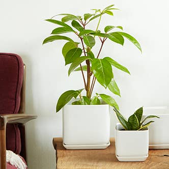 Cube With Attached Saucer, Matte White for wholesale by Pacific Home & Garden