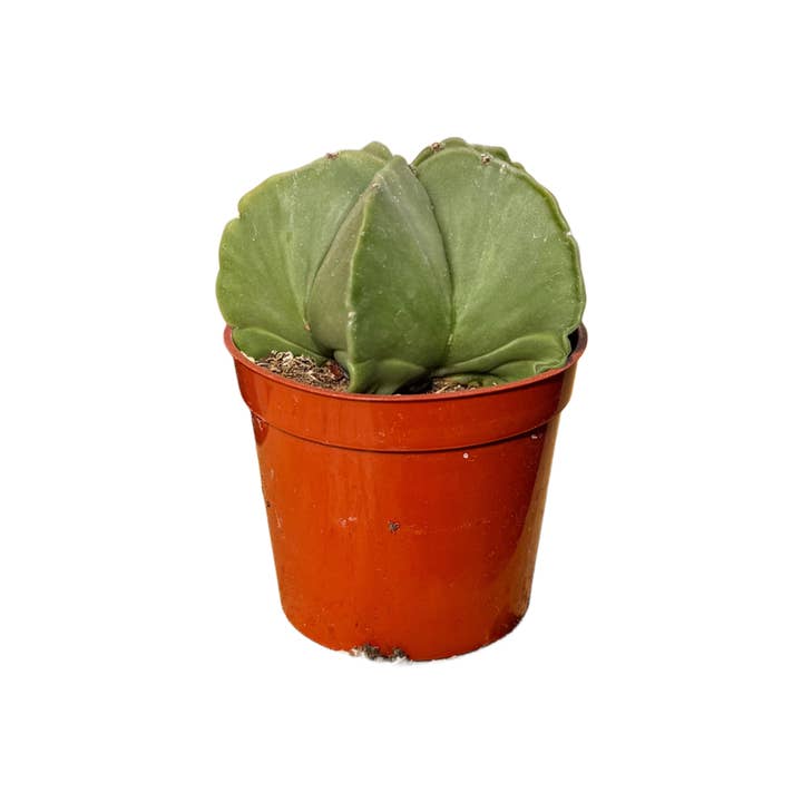 Succulent Wholesale - Wholesale Succulent - Astrophytum myriostigma nudem | Bishop’s Cap ‘Nudem’ Cactus