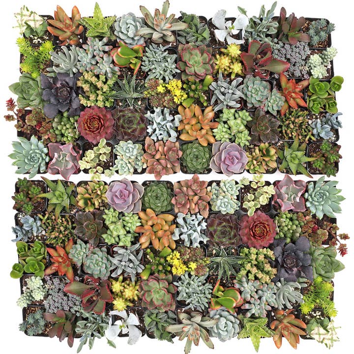 Mountain Crest Gardens - Wholesale Succulent - Ultimate Variety Succulents 100-Pack (50 Varieties, 2" Pots)