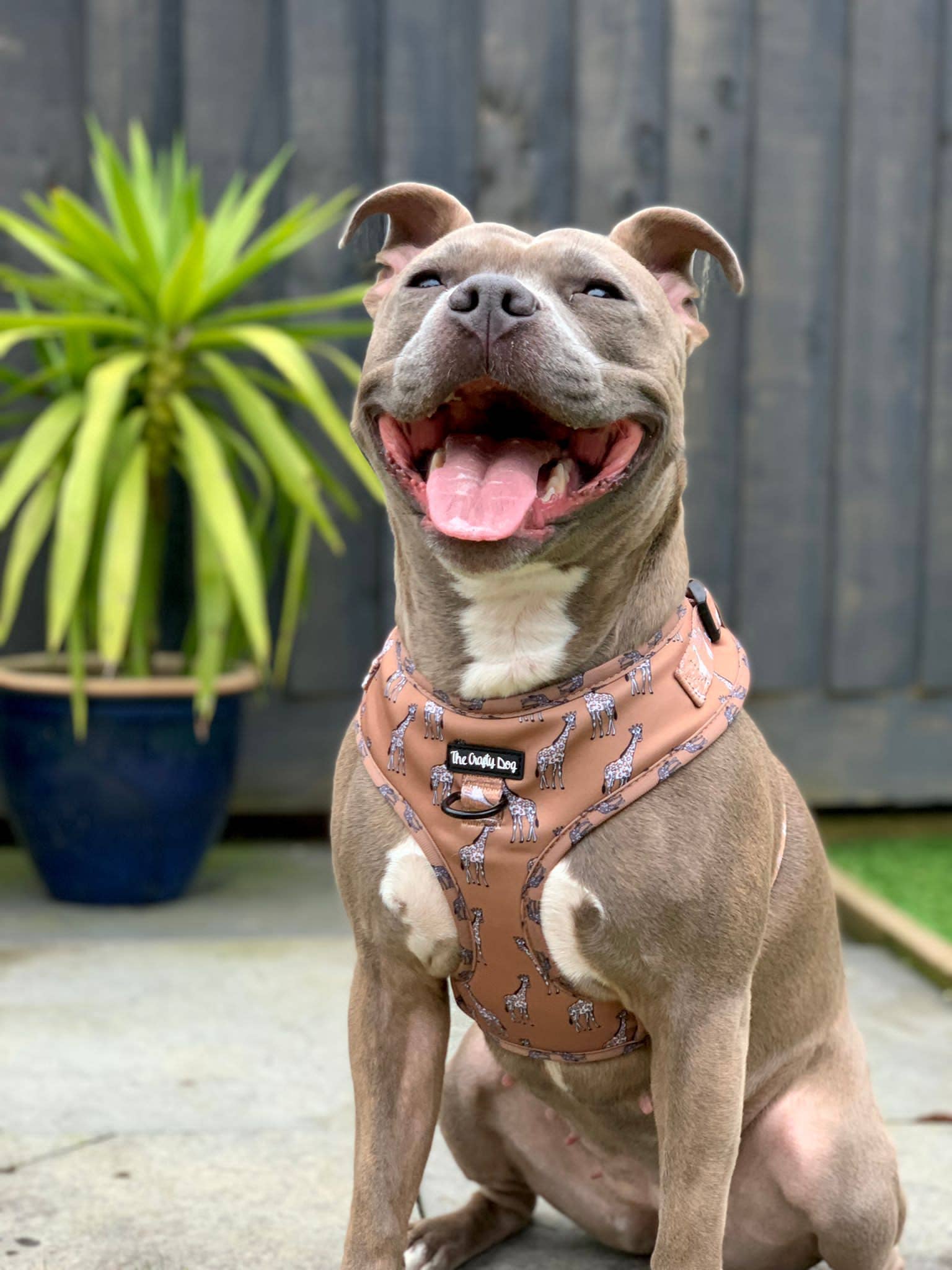 The Crafty Dog Co - Wholesale Tuig voor huisdieren - Hond - Giraffic Park Harnas6