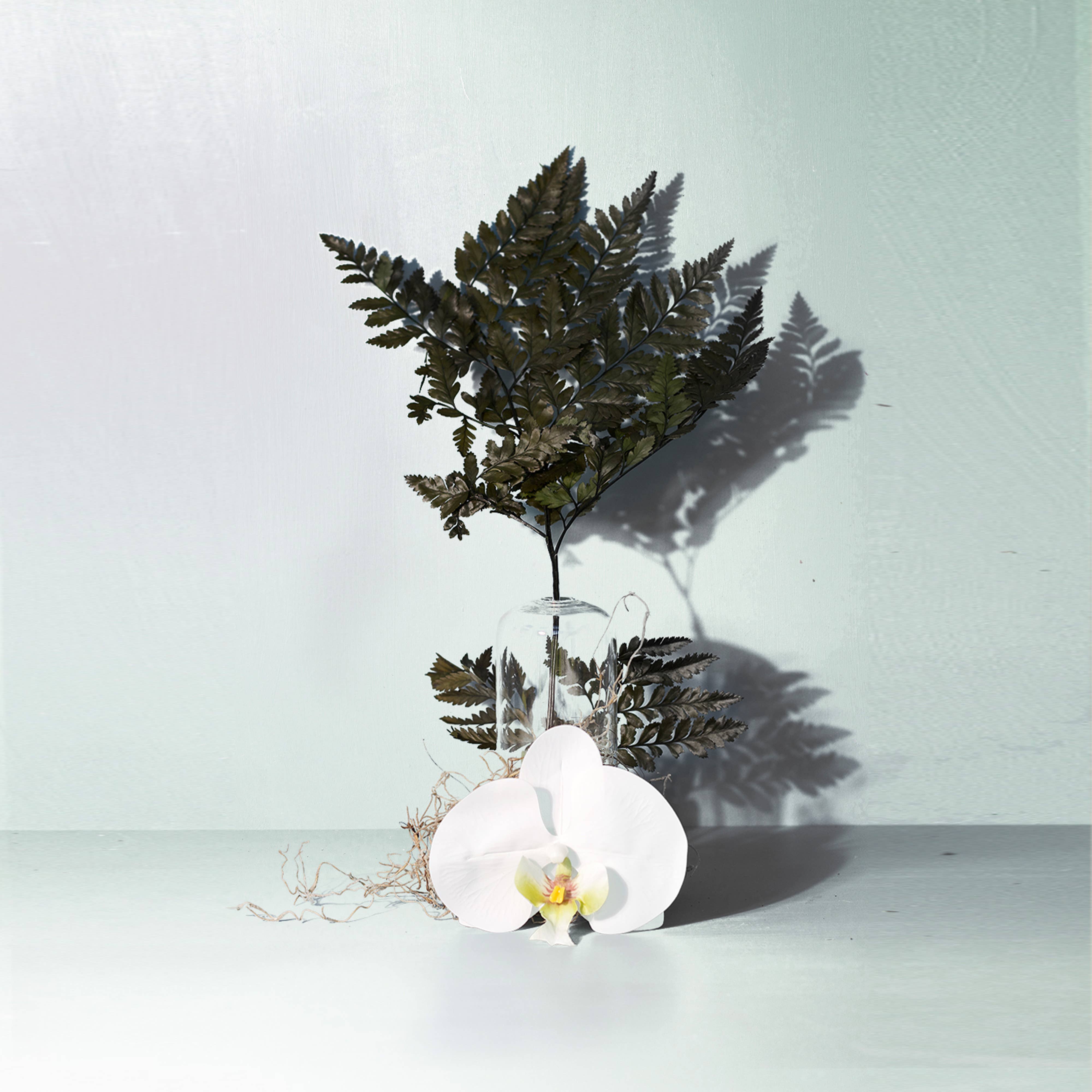 True Hue - Wholesale Reed Diffuser - Forest Fern Reed Diffuser1