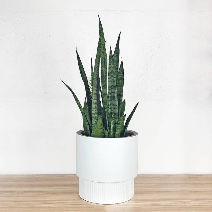 Common House Studio - Wholesale Plant Pot - FLUTED BASE PEDESTAL POT | PLANTER16