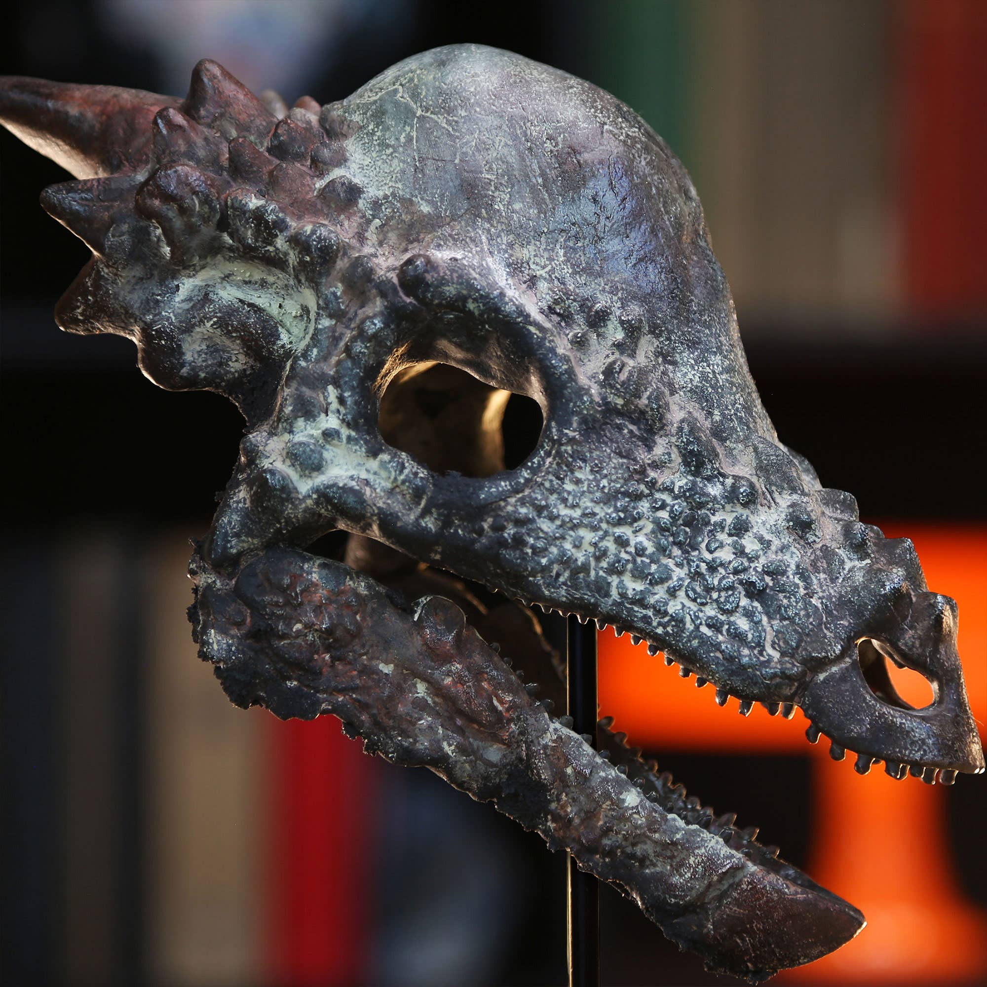 Curated Studio - Vendita all'ingrosso Statuette decorative - Replica dipinta di modello 3D di cranio di dinosauro Pachycephalosaurus3