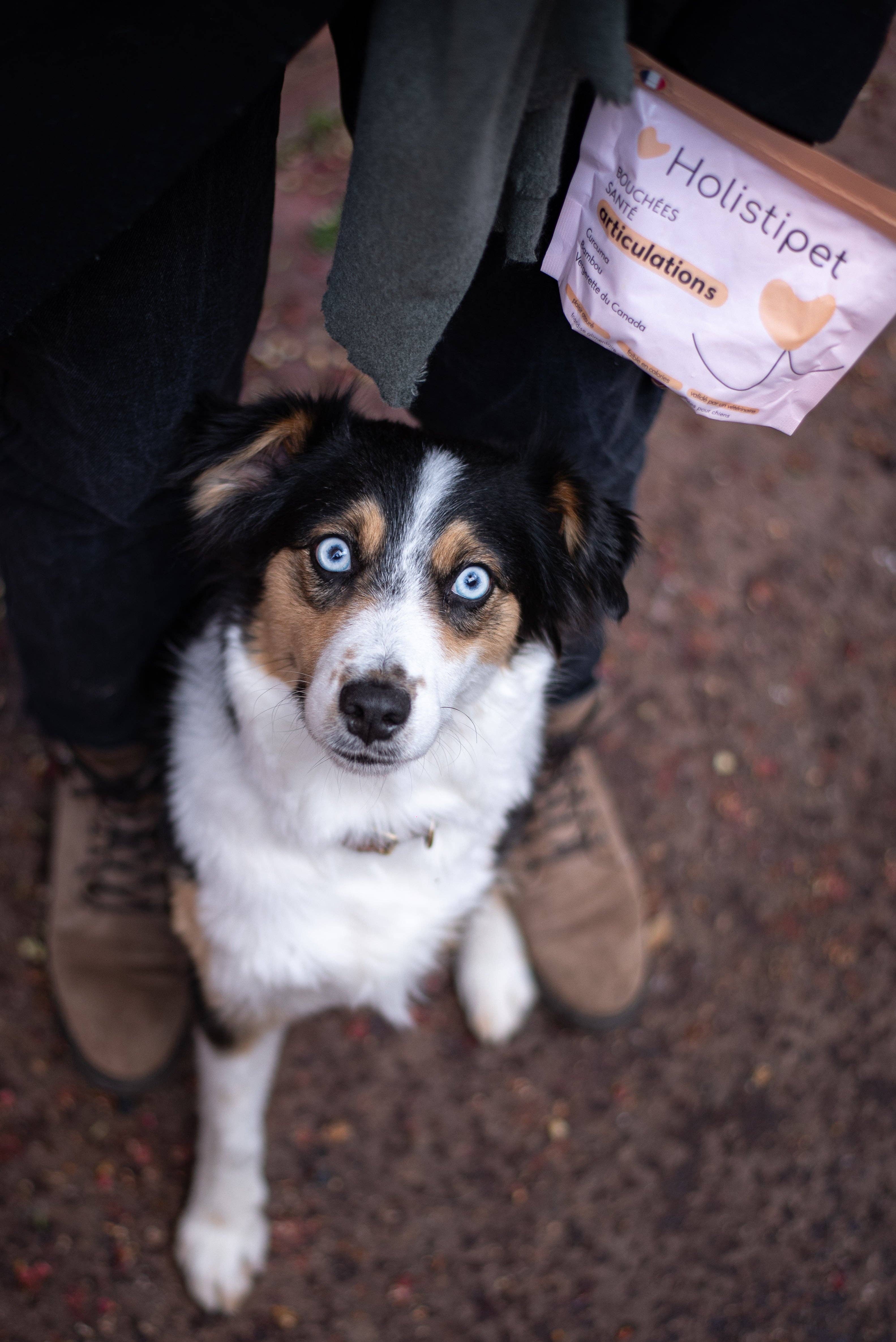 HOLISTIPET - Wholesale Pet Treats - Dog - Joint Bites1