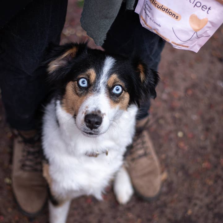 HOLISTIPET - Wholesale Pet Treats - Dog - Joint Bites1