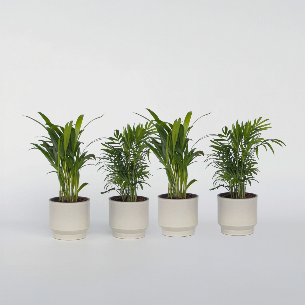 Oasis of Life - Wholesale Live Plant - Small room palms – 4 plants – Dypsis lutescens & Chamaedorea elegans – Height 25–40cm – Ø12cm – Air-purifying mini palms for indoor spaces – Easy care, tropical & decorative – Ideal for home & office1