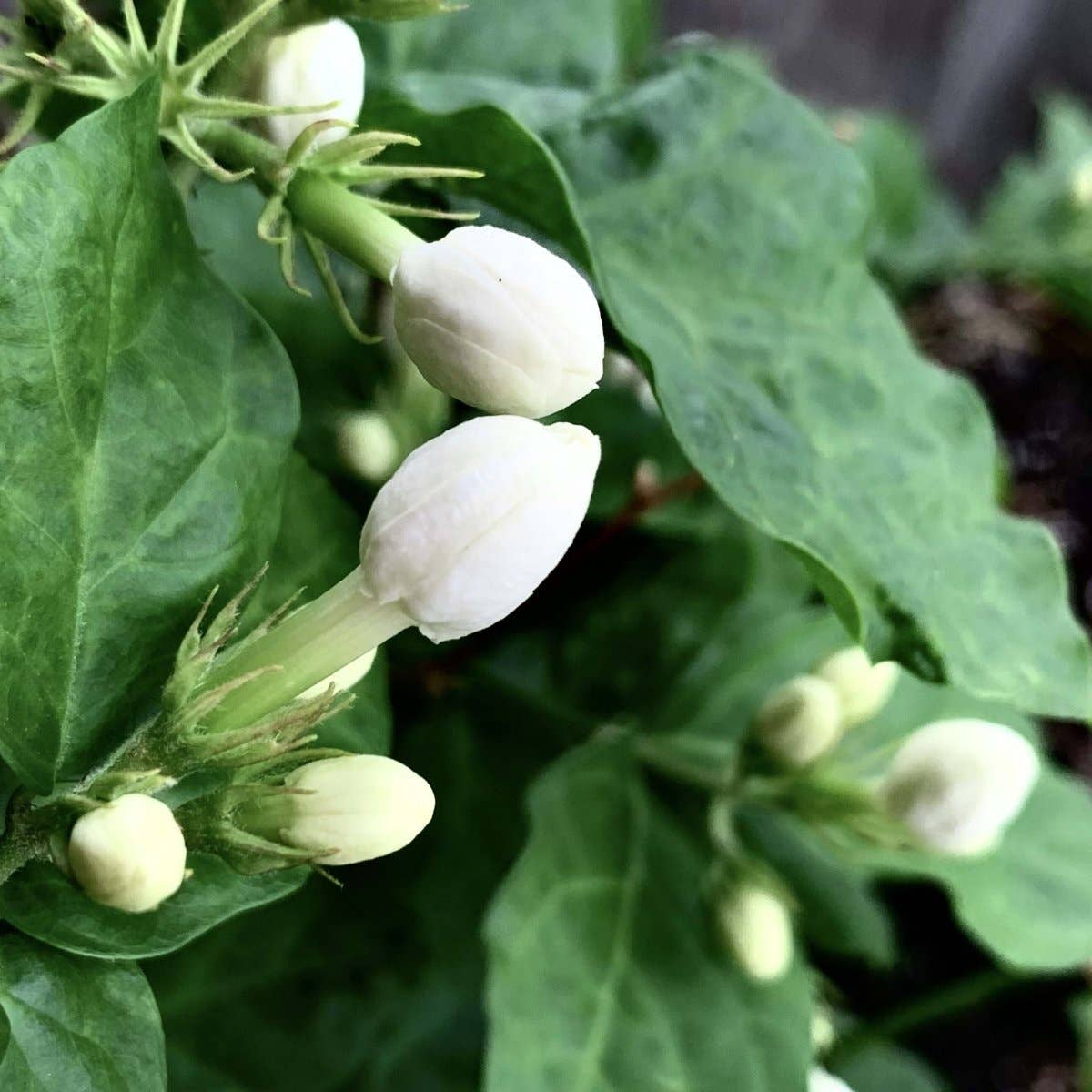 NOHO HOME by Jalene Kanani - Wholesale Bar Soap - Handsoap - Pīkake Scent4