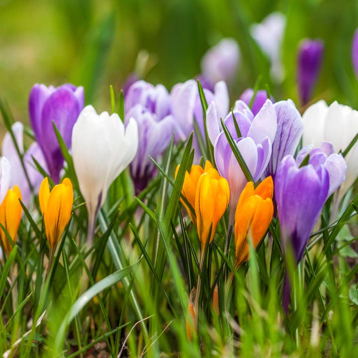 Thorsen's Greenhouse - Wholesale Live Plant - Crocus Bulbs - Large Flowering Mix - Perennial3