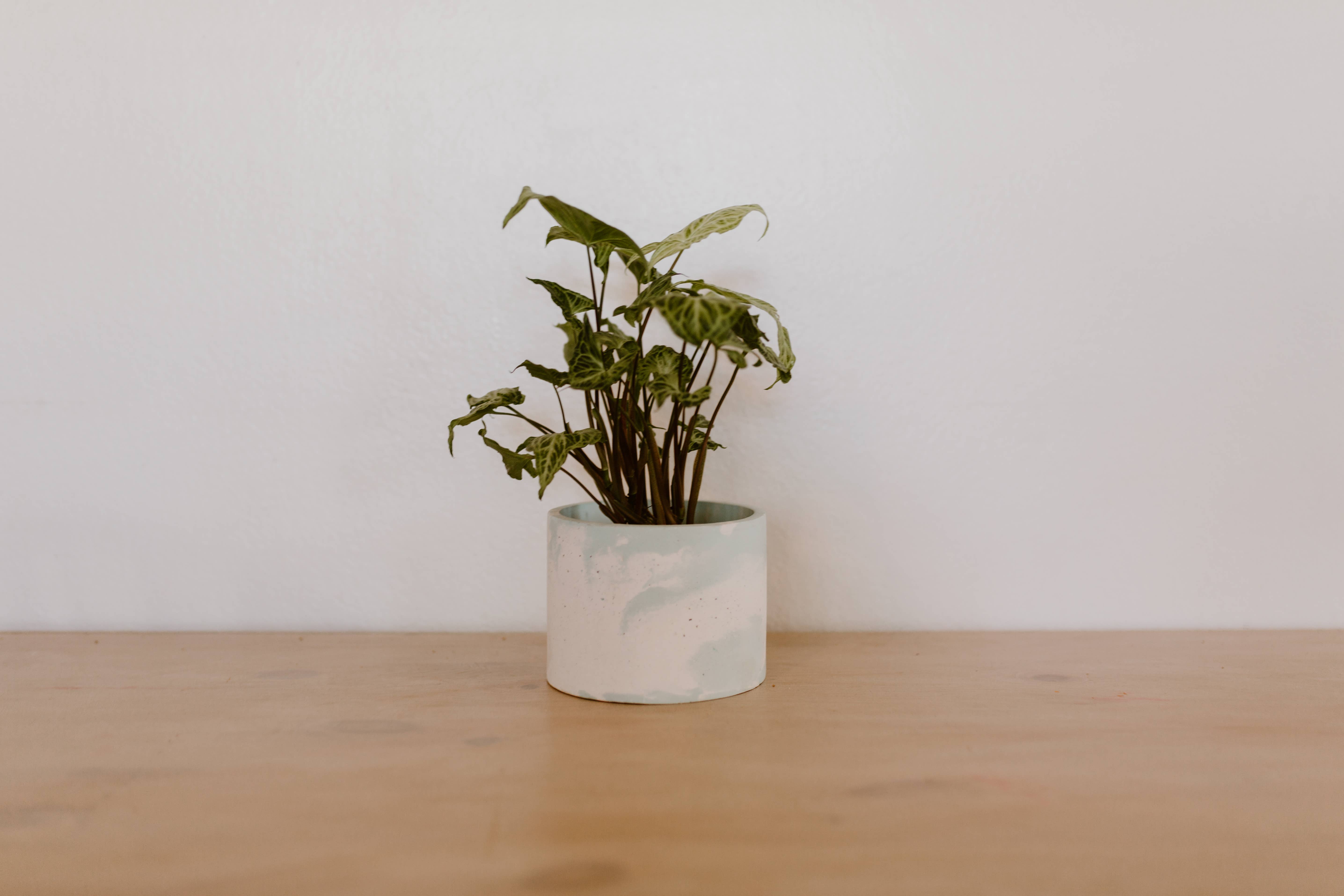 The Plant Committee - Venta al por mayor Macetas - Jardinera de 6"3