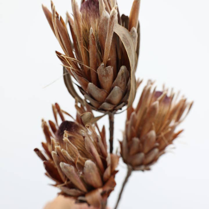 Torkade proteablommor för wholesale av FlowerFantaSee