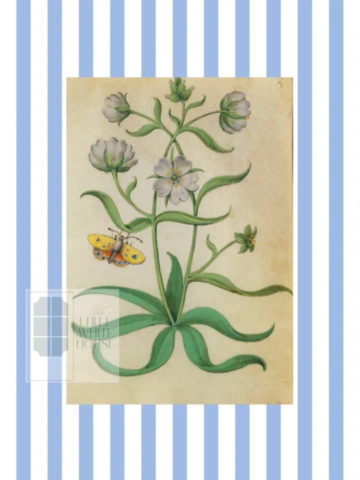 Blue & White Botanical Study, Giclee Print : STUDY 8 for wholesale by The Little White House